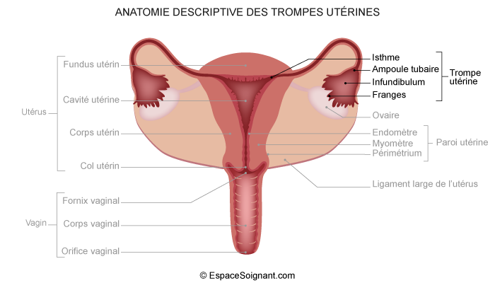 Anatomie et physiologie de l'appareil génital masculin