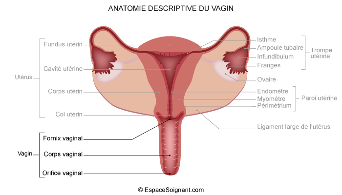 Anatomie de l'appareil reproducteur féminin - Cours soignants