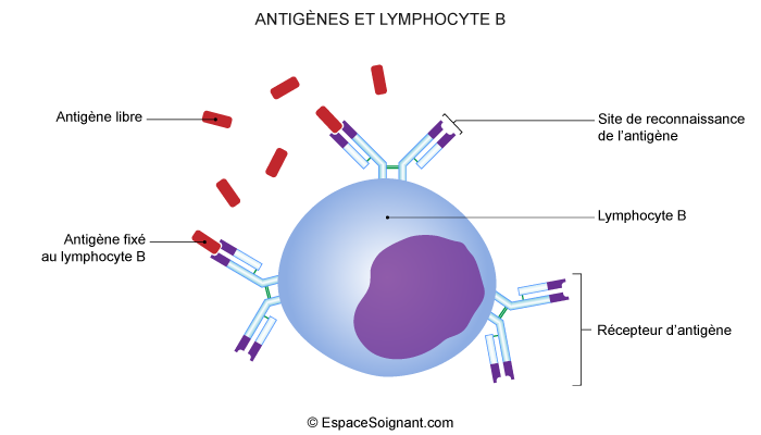 Antigènes et lymphocytes