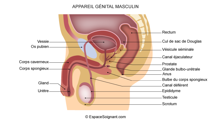 Structures du système reproducteur masculin