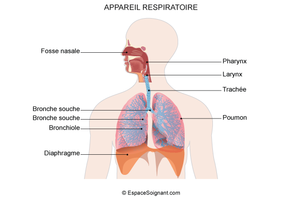 La respiration chez l'Homme et l'hygiène de l'appareil respiratoire - 3AC 