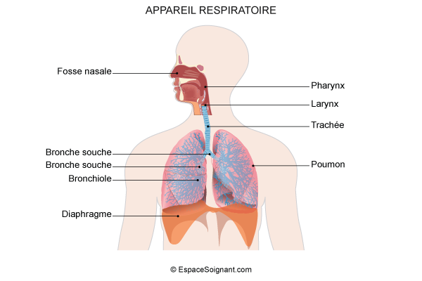 Anatomie de l'appareil respiratoire - Cours soignants