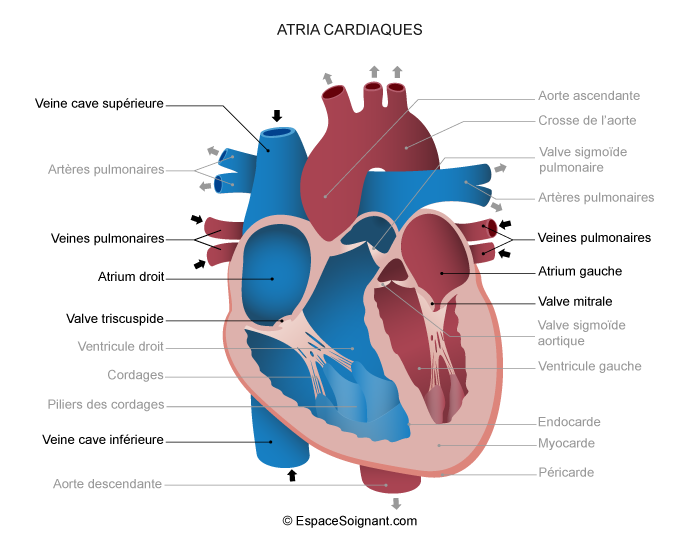 Atria cardiaques