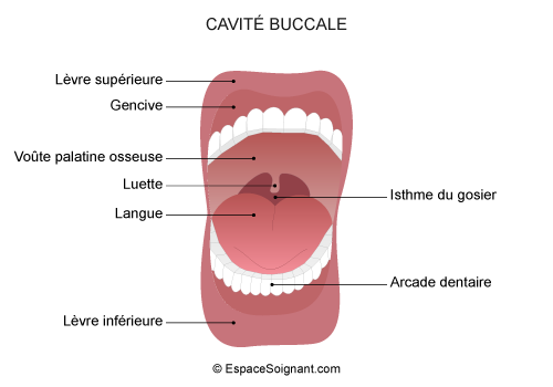 Cavité buccale