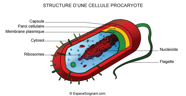 Cellule eucaryote