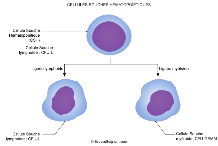 Cellule souche hématopoïétique