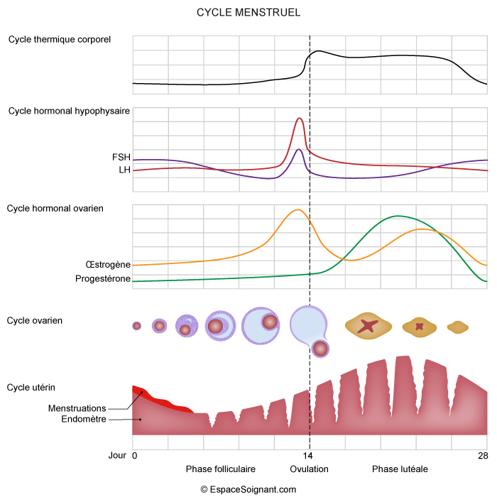 Cycle menstruel