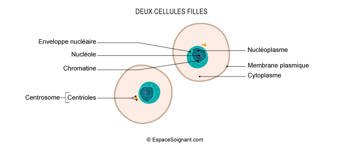 Deux cellules filles