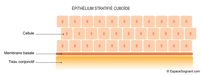 Epithélium stratifié cuboïde