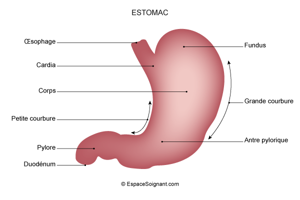 Estomac