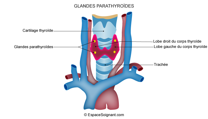 Glandes parathyroïdes