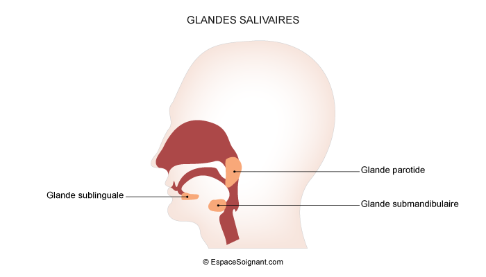 Sch ma Glande Salivaire Syst me Digestif Humain Sch ma Anatomie 