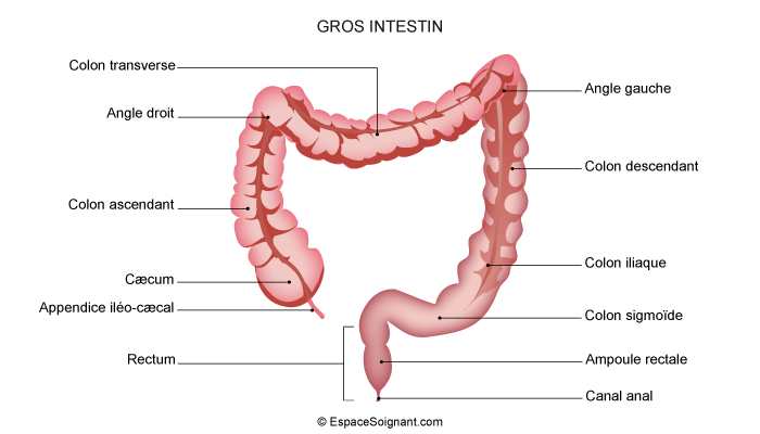 Gros intestin