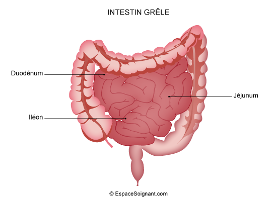 Intestin grêle