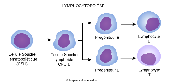 Lymphocytopoïèse