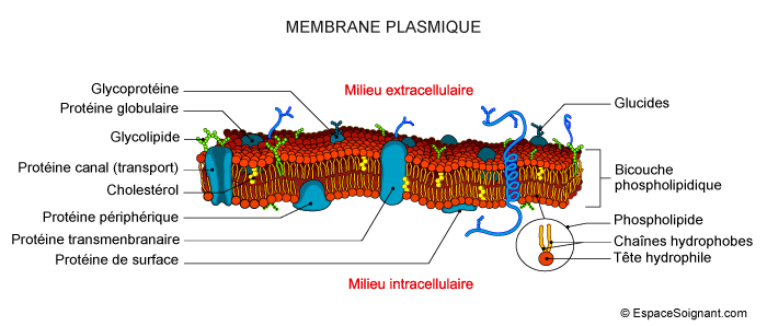 Membrane plasmique