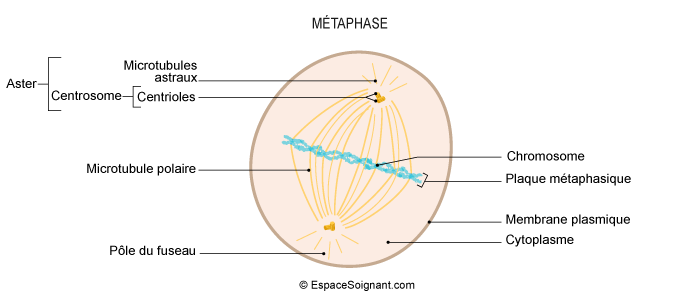 Métaphase