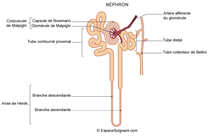 Modèle anatomique du système urinaire humain - UNITRADE