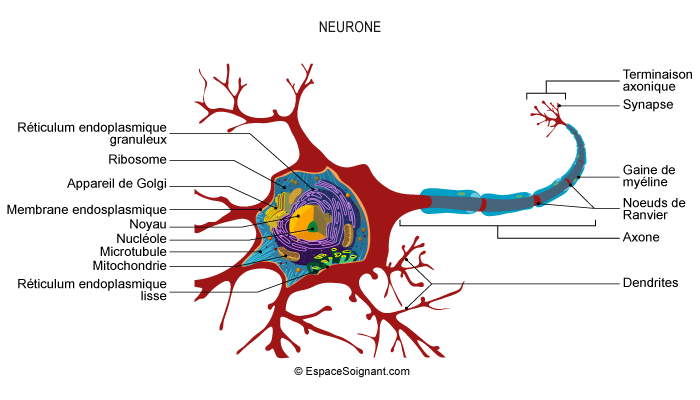 Diagramme Et Fonctions Des Neurones Le Syst me Nerveux Des Insectes Diagramme Et Fonctions Des Neurones Le Syst me Nerveux Des Insectes