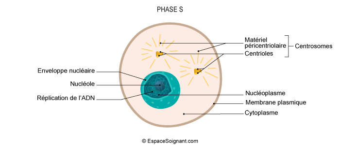 Phase S