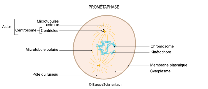 Prométaphase