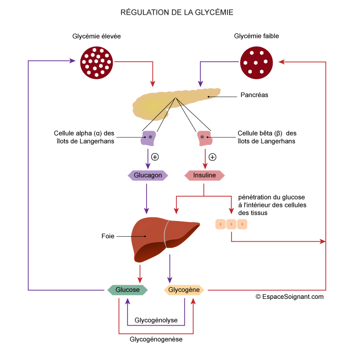 Régulation de la glycémie