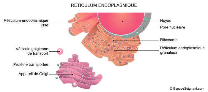 Réticulum endoplasmique