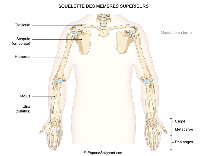 Anatomie Du Squelette Cours Soignants