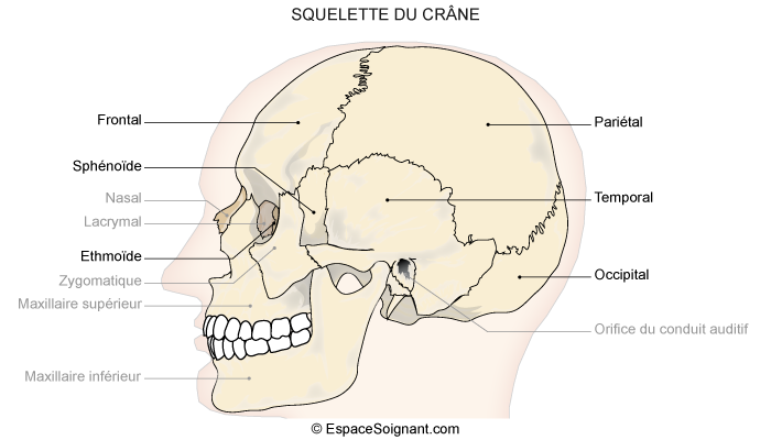 Anatomie du squelette - Cours soignants