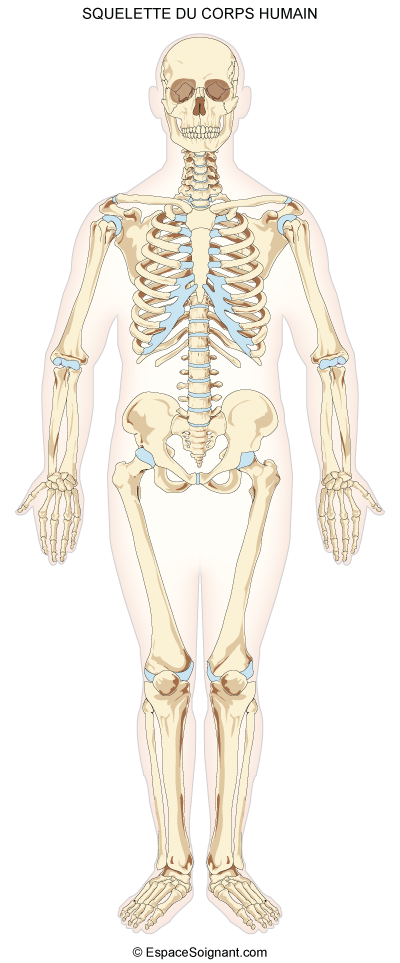 Anatomie du squelette - Cours soignants