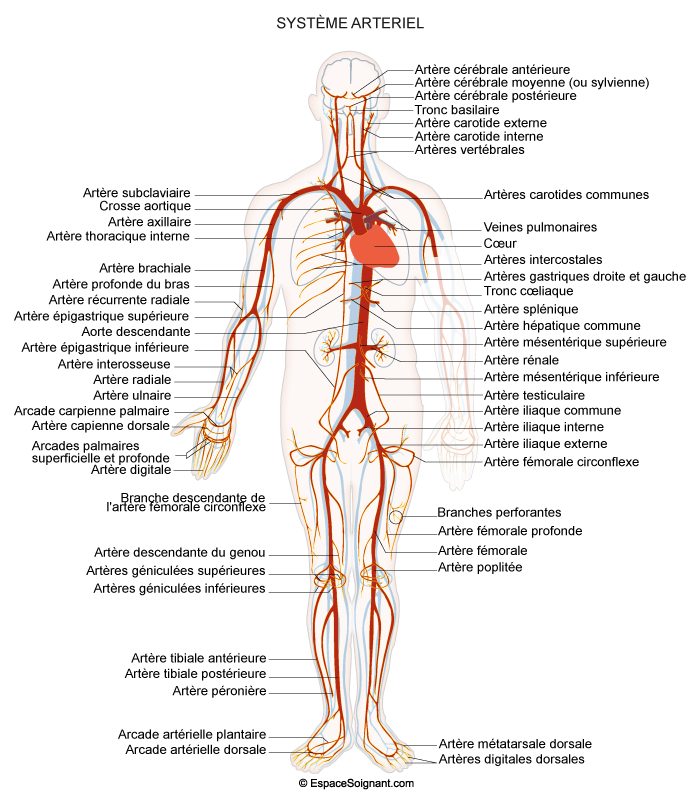 Poster Anatomie Système Circulatoire 45x60 Cm - Artères Et Veines, Corps Humain Détaillé - Pour études, Cabinet, Décoration
