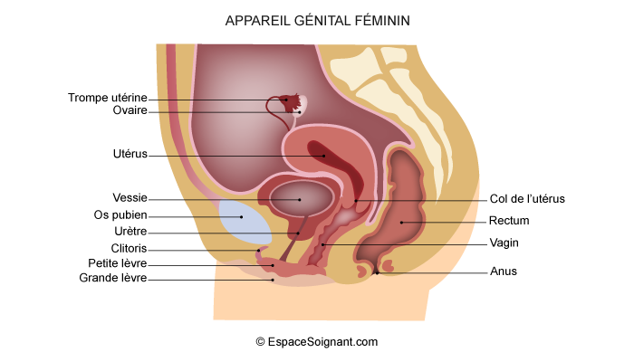 Anatomie de l'urètre chez l'homme