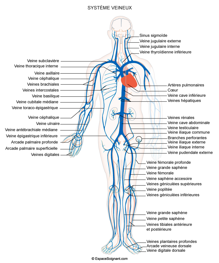 Système veineux