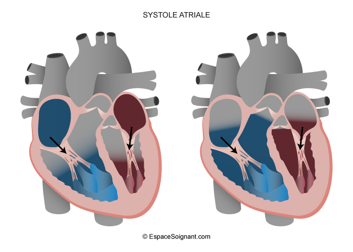 Systole atriale