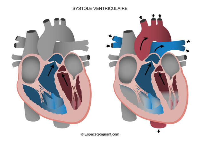 Systole ventriculaire