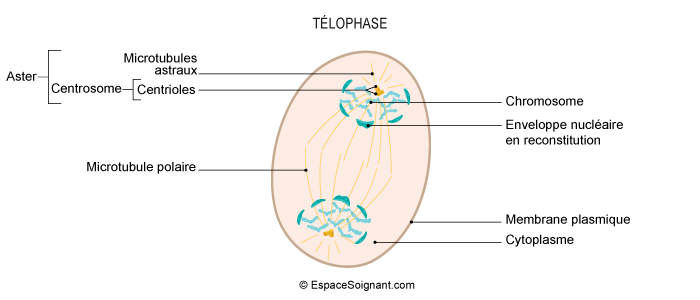 Télophase