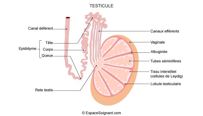 Testicule