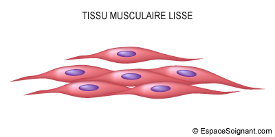 Tissu musculaire lisse