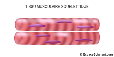 Tissu musculaire squelettique