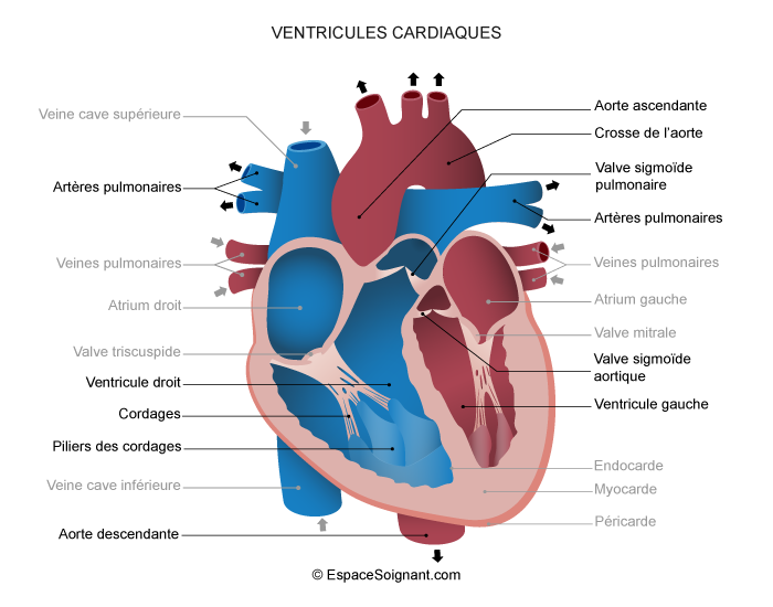 Valve aortique : définition, schéma