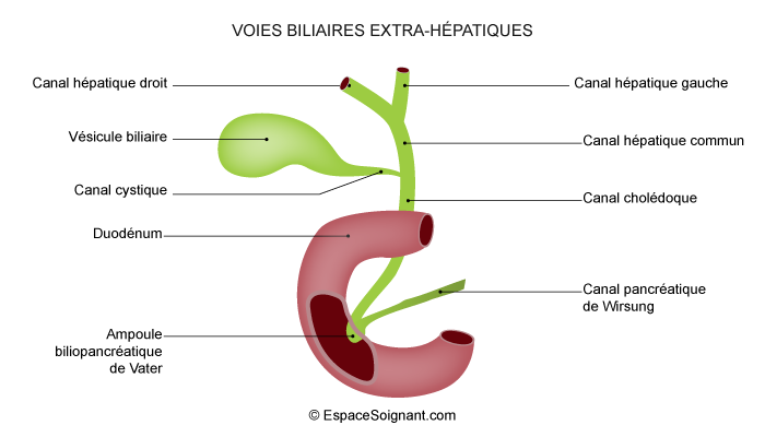 Voies biliaires et vésicule biliaire