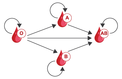 Règles de compatibilité ABO pour la transfusion de globules rouges