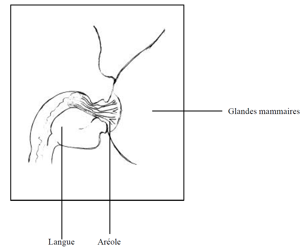 Allaitement maternel : physiologie de la lactation humaine