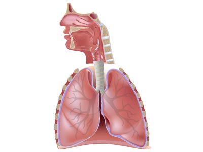 Système respiratoire supérieur